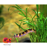 Kuhlii Loach Fish